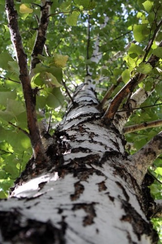 brzoza-pospolita-betula-pendula-zielonapara-sadzonka-duza-zdrowa-dekoracyjna-biala-kora