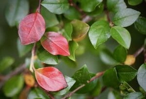 irga-błyszcząca-cotoneaster-sadzonka-zielona-para-6763329__340-300x204.jpg