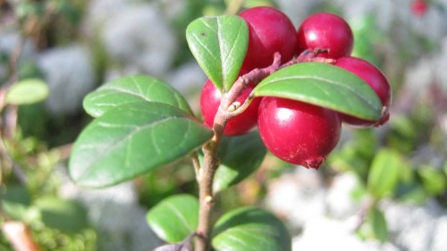 Borówka amerykańska Pink Lemonade
