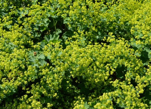 przywrotnik-pospolity-alchemilla-vulgaris-zielonkawo-zolte-kwiaty-dekoracyjne-liscie-bylina-lecznicza-sadzonka-sadzonki-zielona-para-zielonapara