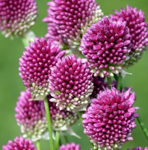 czosnek-glowkowaty-allium-sphaerocephalon-purpurowe-kwiaty-ozdobna-bylina-miododajna-sadzonka-sadzonki-zielona-para-zielonapara