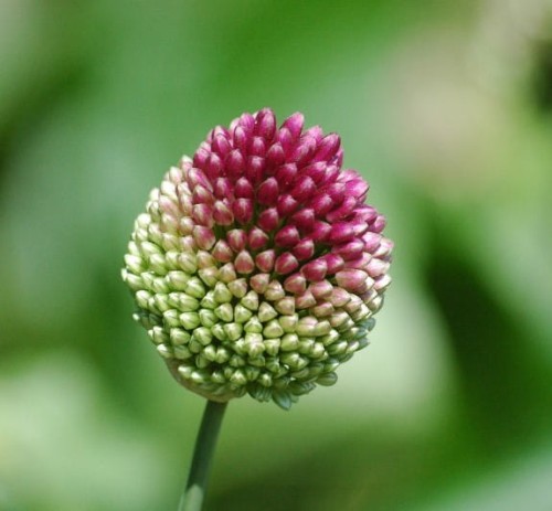 czosnek-glowkowaty-allium-sphaerocephalon-purpurowe-kwiaty-ozdobna-bylina-miododajna-sadzonka-sadzonki-zielona-para-zielonapara
