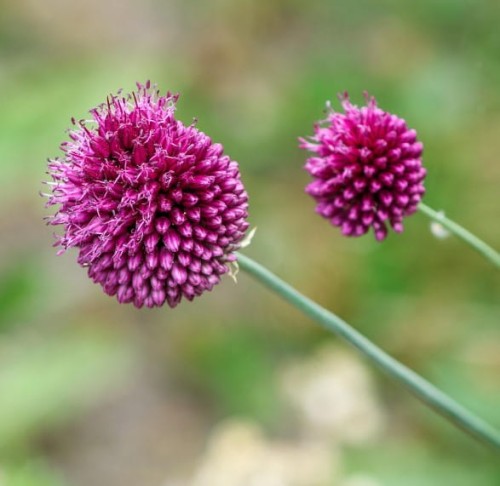 czosnek-glowkowaty-allium-sphaerocephalon-purpurowe-kwiaty-ozdobna-bylina-miododajna-sadzonka-sadzonki-zielona-para-zielonapara