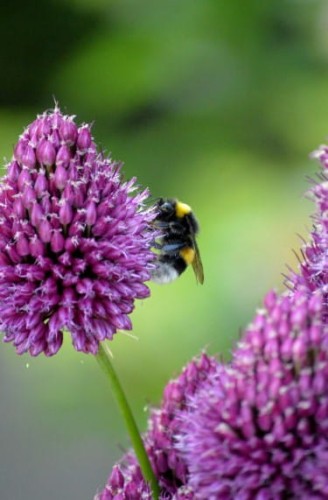 czosnek-glowkowaty-allium-sphaerocephalon-purpurowe-kwiaty-ozdobna-bylina-miododajna-sadzonka-sadzonki-zielona-para-zielonapara