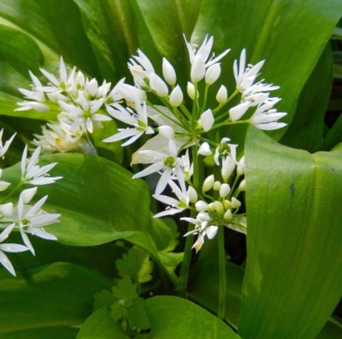 czosnek-niedzwiedzi-allium-urinum.jpg