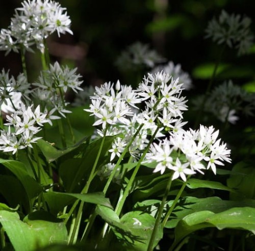 czosnek-niedzwiedzi-allium-urinum-gdzie-sadzic.jpg