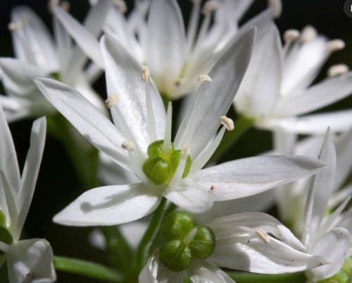 czosnek-niedzwiedzi-allium-urinum-kwiat.jpg