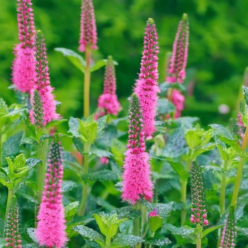 przetacznik-klosowy-rosa-zwerg-veronica-spicata-rozowe-kwiaty-kompaktowa-bylina-miododajna-sadzonka-sadzonki-zielona-para-zielonapara
