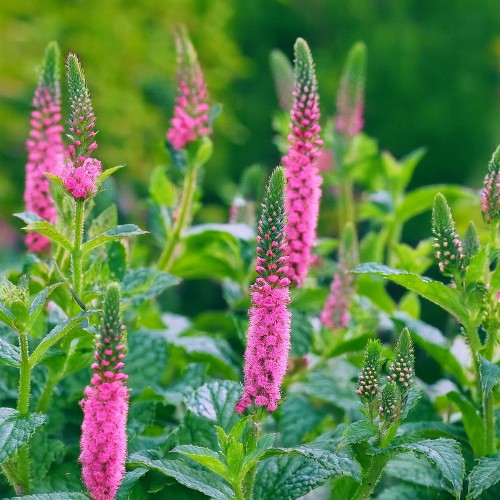 przetacznik-klosowy-rosa-zwerg-veronica-spicata-rozowe-kwiaty-kompaktowa-bylina-miododajna-sadzonka-sadzonki-zielona-para-zielonapara