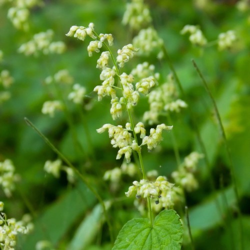 Telima-wielkokwiatowa-graniflora-sadzonka-zielonapara