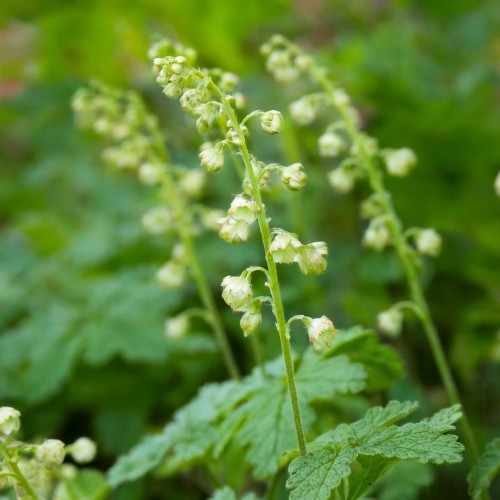 Telima-wielkokwiatowa-graniflora-sadzonka-zielonapara