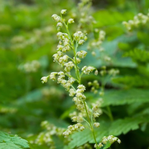 Telima-wielkokwiatowa-graniflora-sadzonka-zielonapara