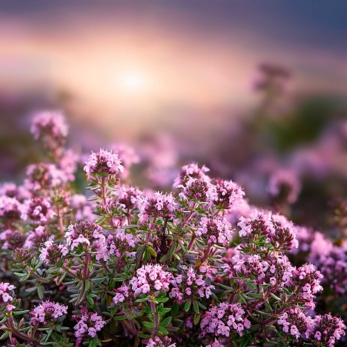 thymus-macierzanka-pink-chintz-rozowe-kwiaty-sadzonka-zielonapara (3).jpg