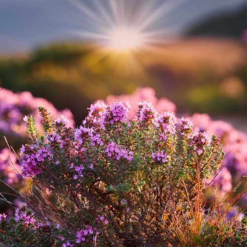 thymus-macierzanka-pink-chintz-rozowe-kwiaty-sadzonka-zielonapara (4).jpg