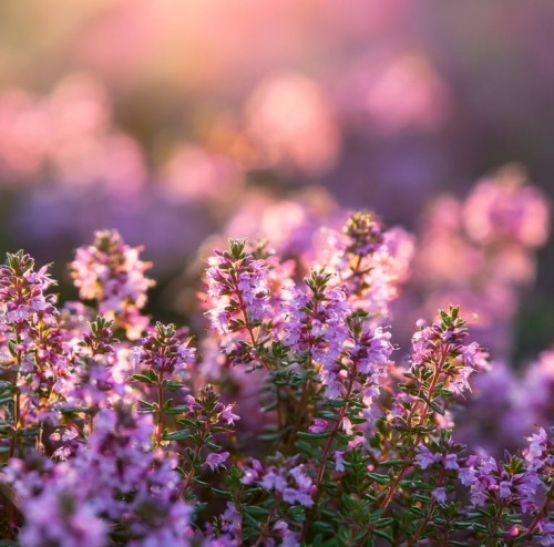 MAcierzanka-piaskowa-thymus--elfin-sadzonka-zielonapara-pl.jpg
