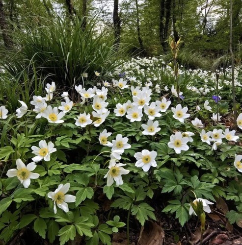 zawilec-kanadyjski-anemone-canadensis.jpg