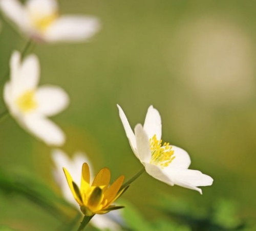 zawilec-kanadyjski-anemone-canadensis-zielonapara-sadzonka.jpg