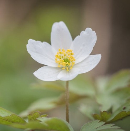 zawilec-kanadyjski-anemone-canadensis-zp.jpg