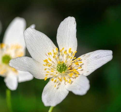 zawilec-kanadyjski-anemone-canadensis-zp-pl.jpg