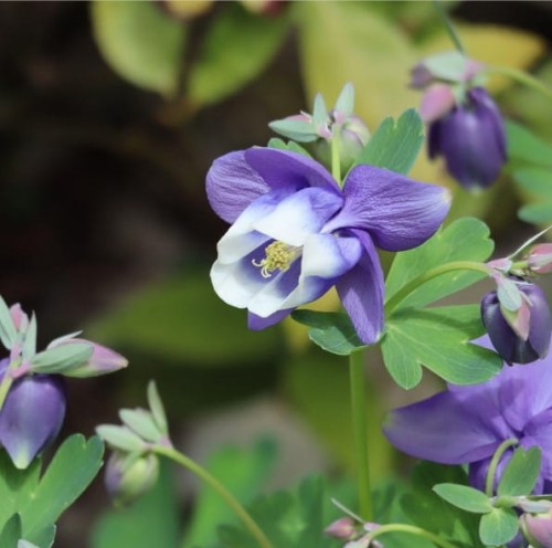 orlik-blekitny-spring-magic-blue-and-white-aquilegia-caerulea-niebiesko-biale-kwiaty-kompaktowa-bylina-sadzonka-sadzonki-zielona-para-zielonapara