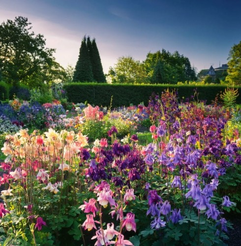 Aquilegia-orlik--cameo-mixed-zp.jpgorlik-wachlarzowaty-cameo-mixed-aquilegia-flabellata-mieszanka-kolorow-niskie-zwiezle-kwiaty-bylina-sadzonka-sadzonki-zielona-para-zielonapara