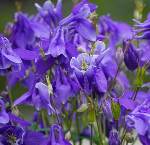 aquilegia-orlik-blue-barlow.jpg
