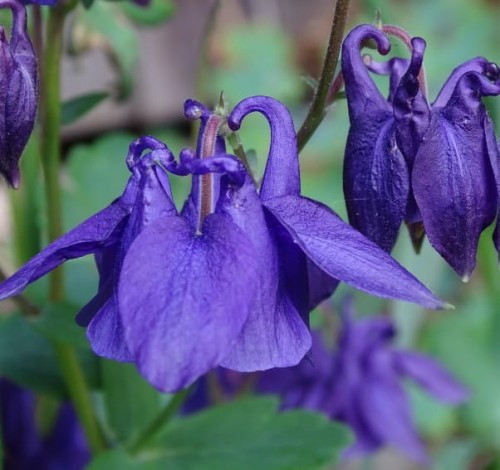 aquilegia-orlik-blue-barlow-kwiat.jpg