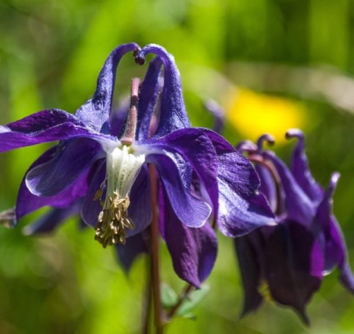 aquilegia-orlik-blue-barlow-kwiat-sadzonka.jpg