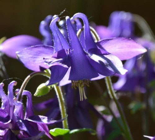 aquilegia-orlik-blue-barlow-sadzonka.jpg