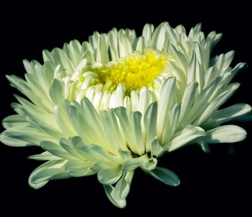 Aster alpejski Christina
