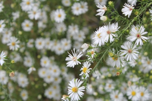 Aster rozkrzewiony Tradescant