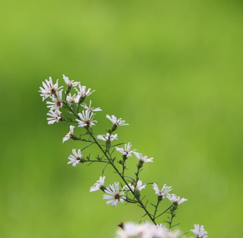 aster-rozkrzewiony-tradescant.jpg