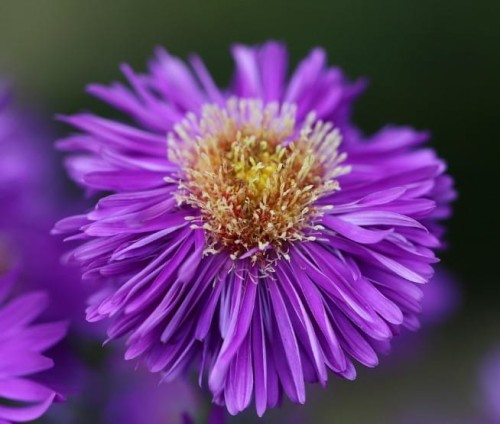 Aster  krzaczasty Blaue Lagune