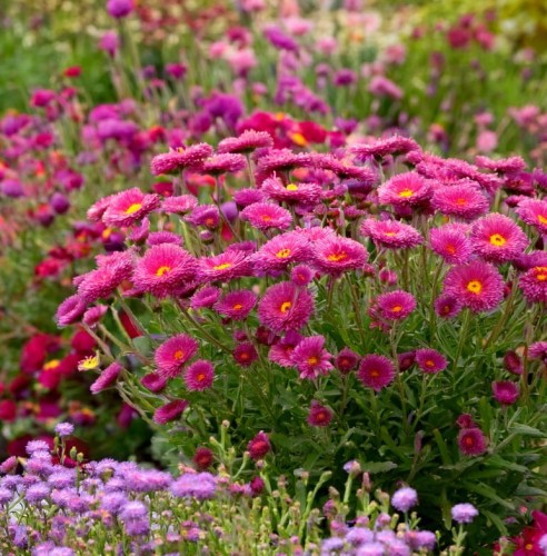 Aster krzaczasty Jenny
