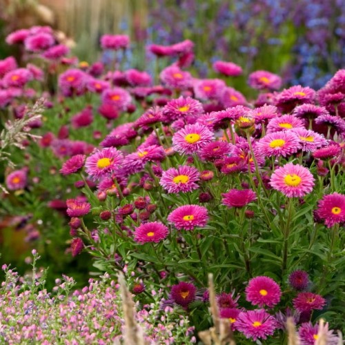 aster-krzaczasty-jenny-sadzonka-zp-pl.jpg