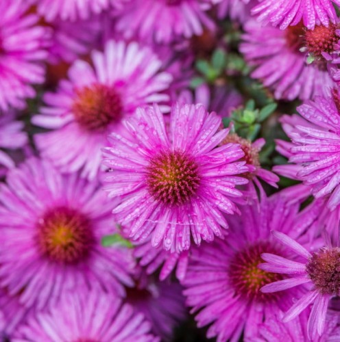 Aster krzaczasty Kassel