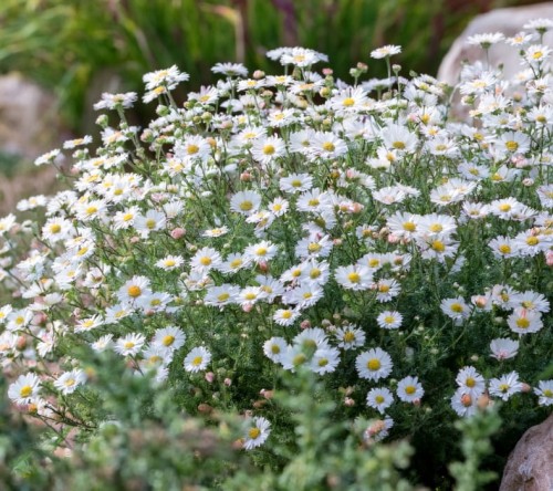 Aster krzaczasty Kristina