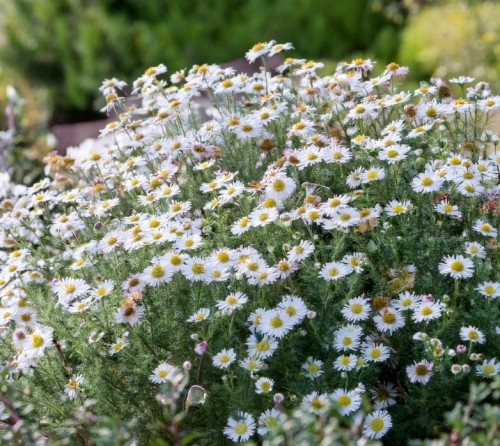 aster-krzaczasty-kristina-sadzonka-zielonapara.jpg