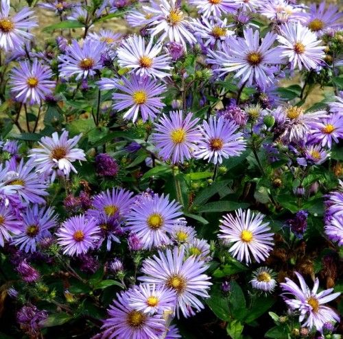 Aster pirenejski Lutetia