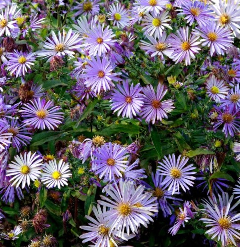aster-pirenejski-lutetia-sadzonka-zp.jpg