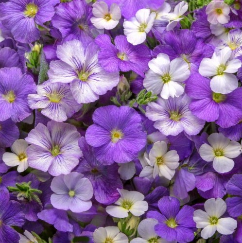 zagwin-aubierta-florado-blue-blush-bicolor-ZIELONA-PARA.jpg