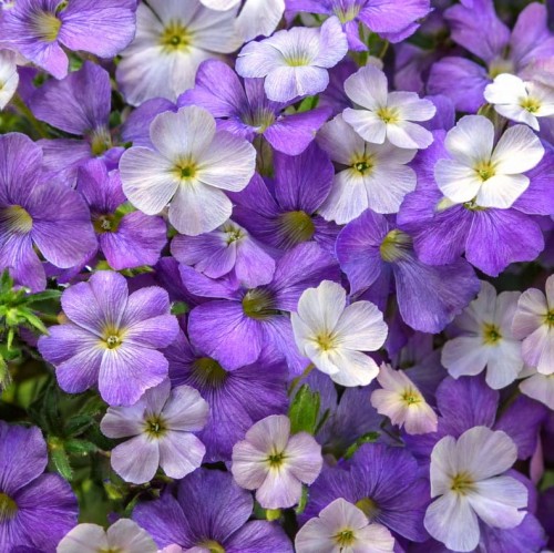 zagwin-aubierta-florado-blue-blush-bicolor-ZIELONA-PARA-sadzonka.jpg