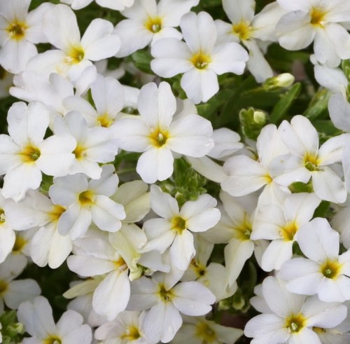 aurbieta-zagwin-kitte-white-sadzonka-zp.jpg