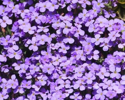 zagwin-aurbieta-royal-blue-sadzonka.jpg
