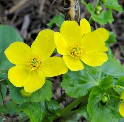 Kaczeniec-blotny-bright-yellow-kwiat.jpg