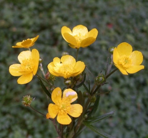 Kaczeniec-blotny-bright-yellow-rozeta.jpg