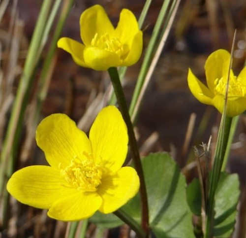 Kaczeniec-blotny-bright-yellow-zielonapara.jpg