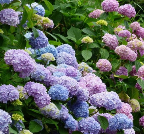 Hortensja ogrodowa Bodensee 