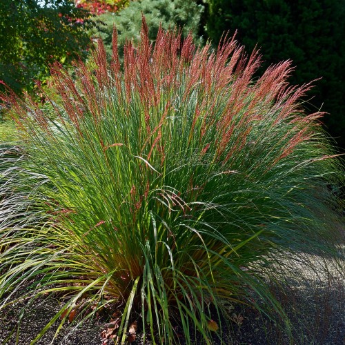 proso-rozgowate-warrior-panicum-virgatum-warrior-sadzonka-zielona-para=zp-pl.jpg