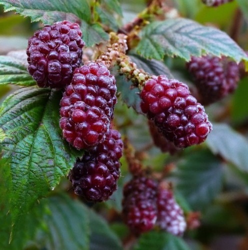 Malinotruskawka (Rubus illecebrosus)